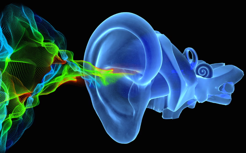 Ученые, впервые, подробно описали структуру во внутреннем ухе, которая содействует слуху.