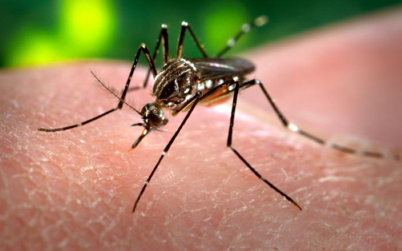 Ученые разрабатывают датчик для обнаружения комаров-переносчиков болезней.