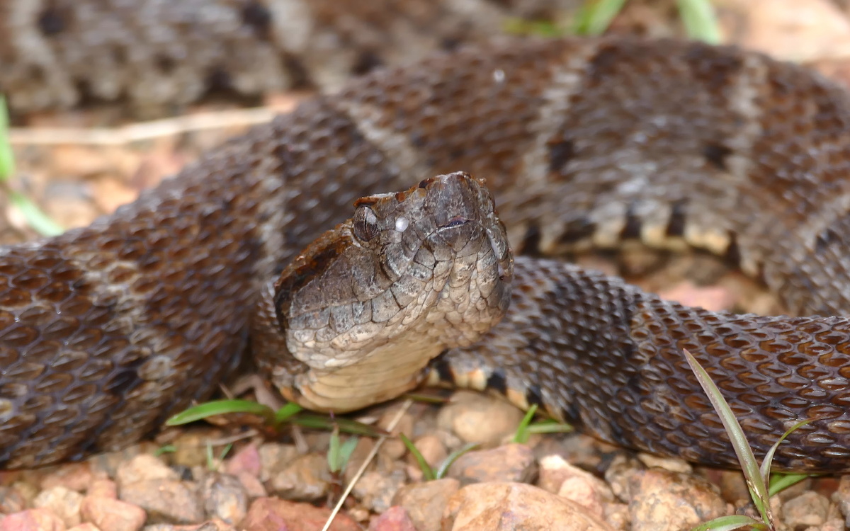 Кайсака, или лабария (лат. Bothrops atrox) — самая крупная в роде копьеголовых змей. Новый «суперклей» использует ферменты из яда копьеголовой змеи, чтобы остановить кровотечение.