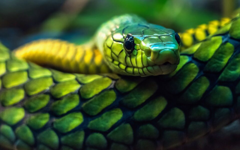 Ученые смоделировали долю смертей, вызванных змеями, по местоположению, возрасту, полу и году.