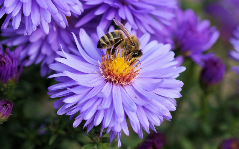 Ученые обнаружили потенциальное новое оружие против рака груди в яде медоносных пчел.