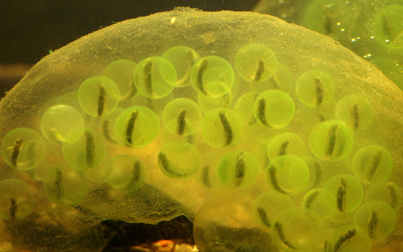 Группа яиц саламандры, зеленых из-за водорослей, которые присутствуют не только в яйцах, но и в самих зародышах.