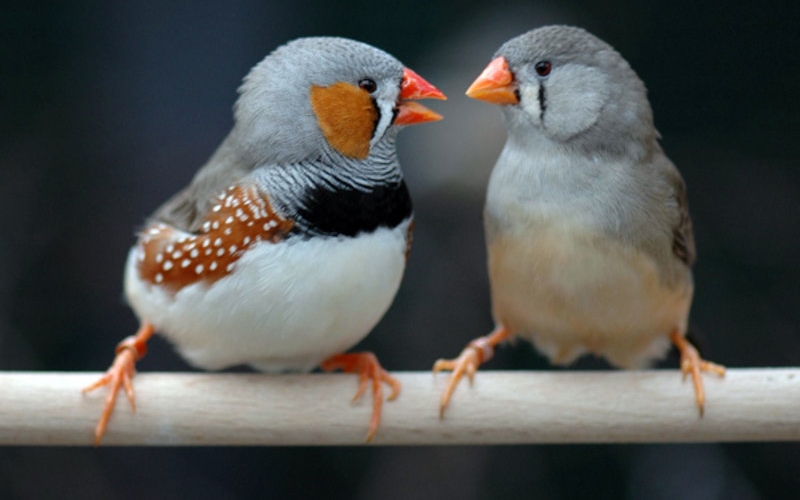 Зебровая амадина — птица семейства вьюрковых ткачиков. На фото самец и самка.