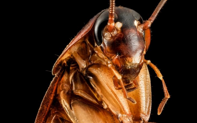 Гены американского таракана позволили ему выжить практически повсюду в мире.