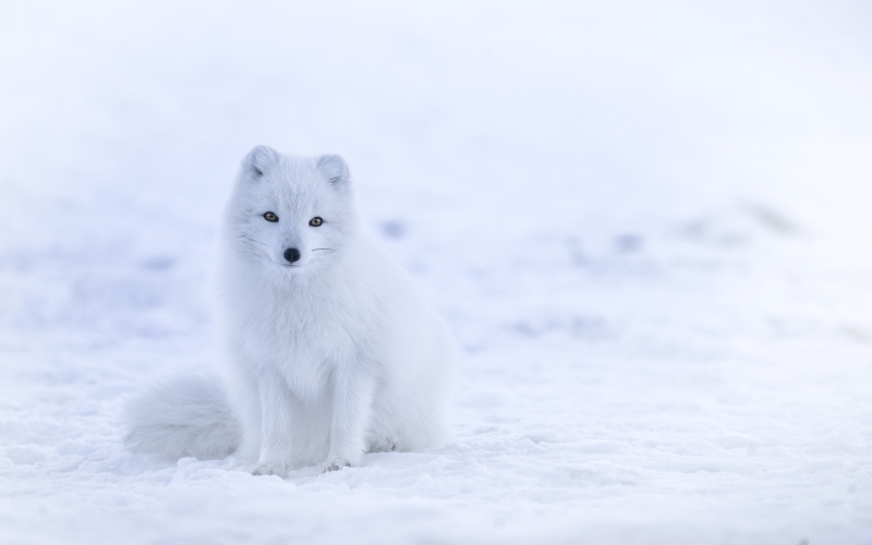 По словам ученых из Норвежского полярного института, арктическая лиса, подобно изображенной на фото, в течение одного дня преодолевала около 96 миль по морскому льду..