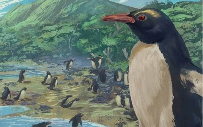 Впечатление художника о пингвине Eudyptes atatu в Новой Зеландии 3 миллиона лет назад.