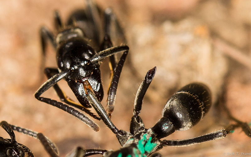 Муравей Матабеле лечит раны муравья, которому термиты откусили ноги.