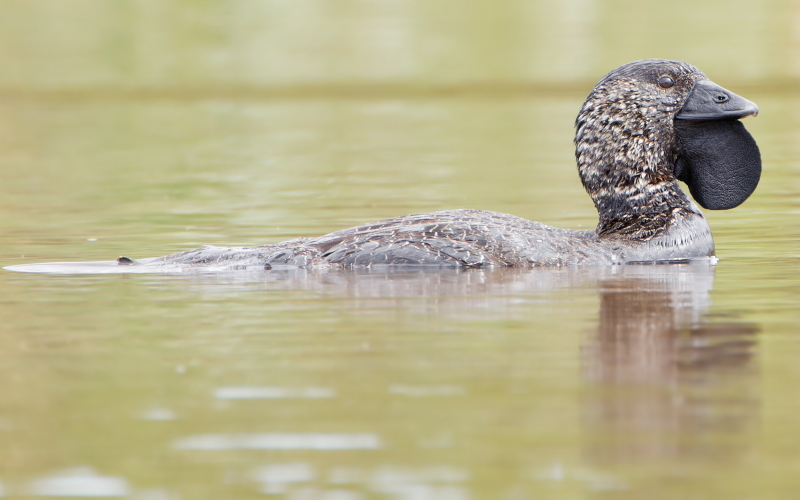 Очаровательный самец лопастной утки (лат. Biziura lobata) - водоплавающей птицы семейства утиных, единственного вида в роде Biziura.