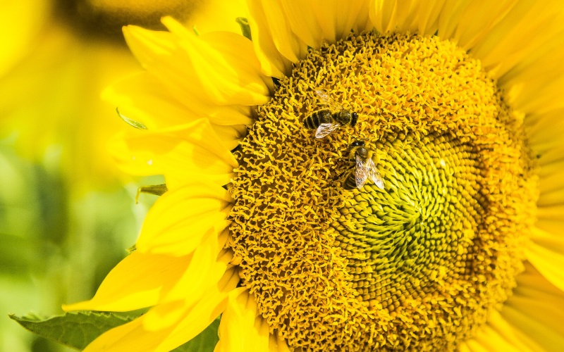 Исследователи обнаружили, что пчелы могут выполнять базовую математику, открыв то, что расширяет наше понимание взаимосвязи между размером мозга и его мощностью..