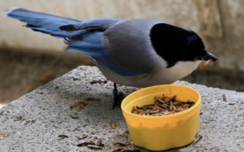 Решение голубых сорок разделить еду зависит от наличия или отсутствия еды для получателя.