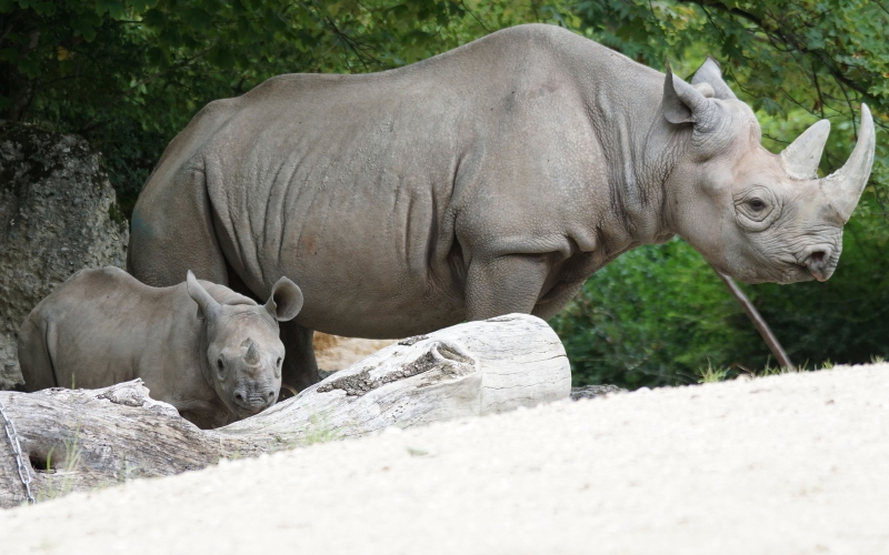 Черные носороги оставляют на земле характерные следы.