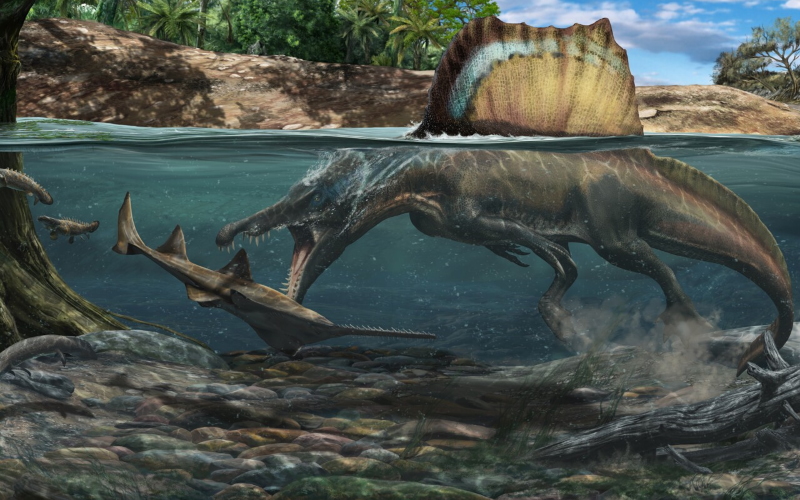 Иллюстрация, изображающая спинозавра, охотящегося с погруженным телом, а не пробирающимся вдоль берега, как предполагалось ранее.