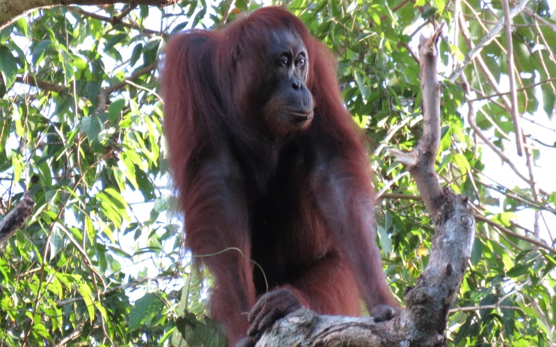 Новые исследования показали, что 50-летние усилия по сохранению не смогли остановить сокращение орангутанов на острове.