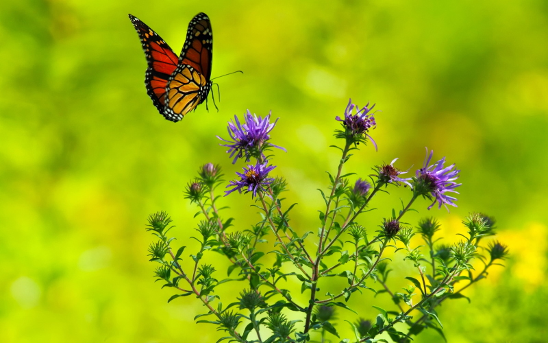 Новое исследование летающих бабочек выявило некоторые хитрые уловки, которые они используют, чтобы уклоняться от хищников.