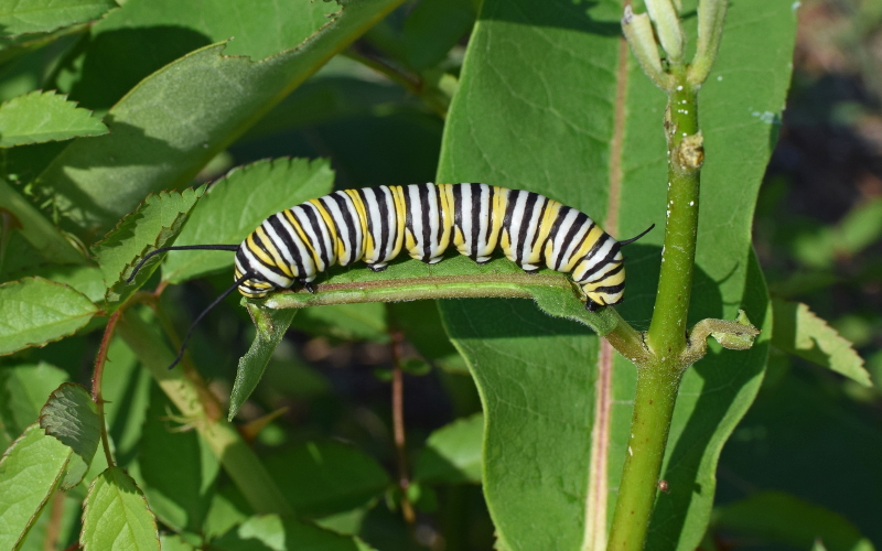 Думаешь, ты плохой, когда голоден? Новое исследование показало, что гусеницы бабочек-монархов толкают других и бьют их головой в поисках пищи.