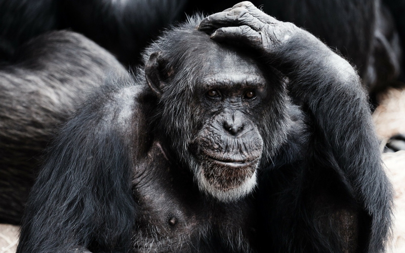 Шимпанзе и гориллы могут создавать длительные отношения.