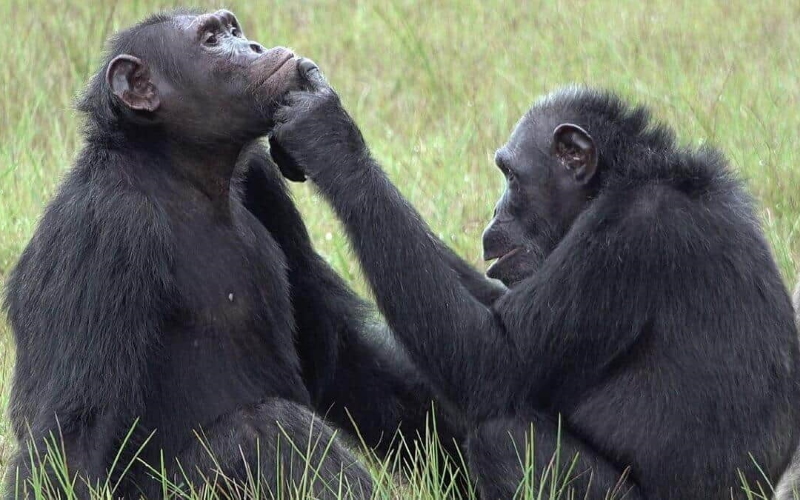 Самка шимпанзе по имени Рокси прикладывает насекомое к ране на лице взрослого самца шимпанзе по имени Теа.