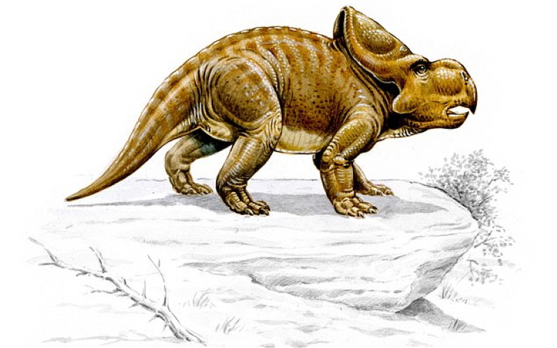 "Воротники" динозавров рода Protoceratops, вероятно, были результатом полового отбора.