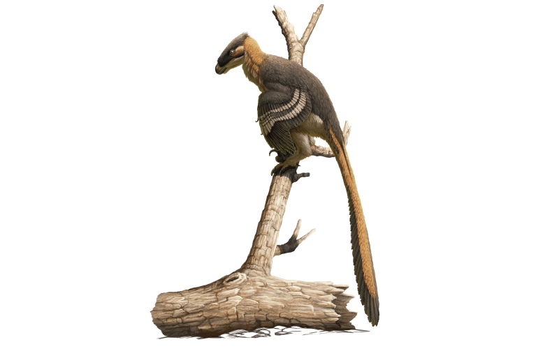 Vectiraptor greeni - жестокий хищник, обитавший на острове Уайт в Великобритании.