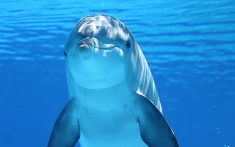 Дельфины в голубой воде.