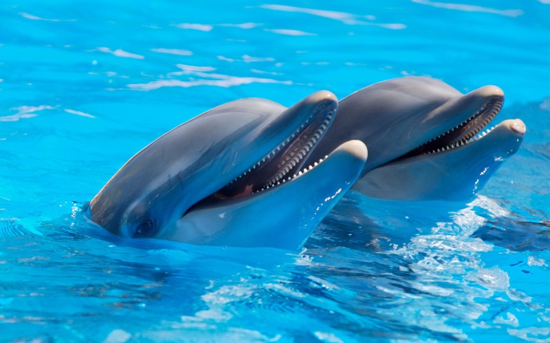 Ученые смогли прослушать популяцию дельфинов Мексиканского залива, используя подводные датчики.