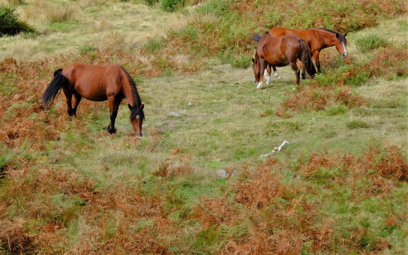 Одичавшие лошади родом из северной Португалии. 