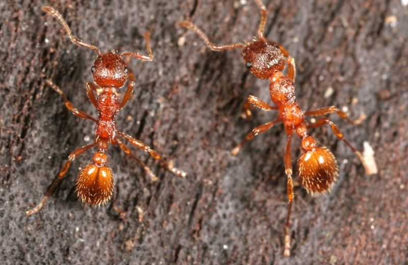 Некоторые пауки питаются муравьями, но муравей Рыжая мирмика (лат. Myrmica rubra) ест пауков.