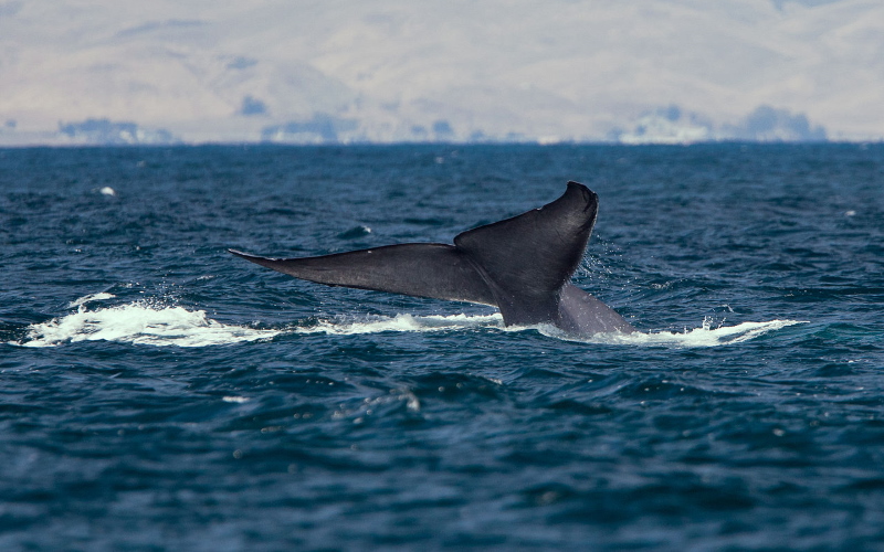 Первый мониторинг сердечного ритма синего кита показывает на минимуме два удара в минуту.