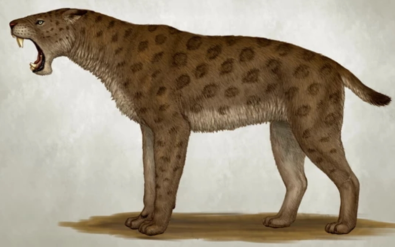 Геномная адаптация и эволюционная история вымершего ятаганозубой кошки, Homotherium latidens.