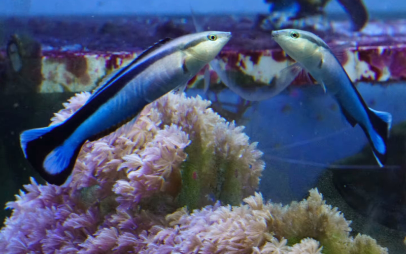 Рыба губан-чистильщик (лат. Labroides dimidiatus) узнает себя в зеркале, а теперь и на фотографии.