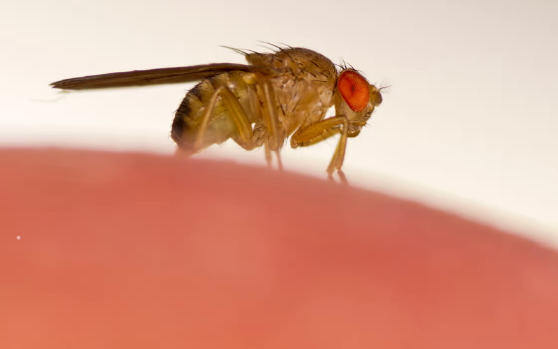 В новом исследовании ученые создали плодовых мух, которые управляются дистанционно.