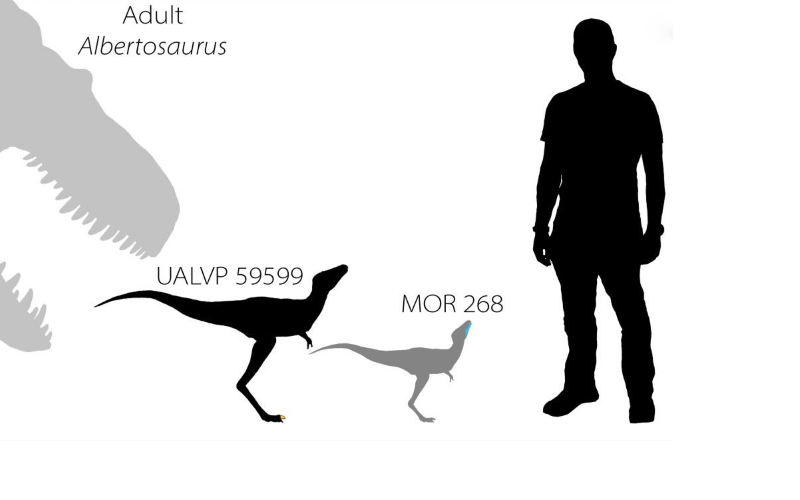 Относительные размеры взрослого тираннозавра-альбертозавра, двух младенцев-тираннозавров (как определено по их окаменелым останкам) и ведущего ученого доктора Грега Фунстона.