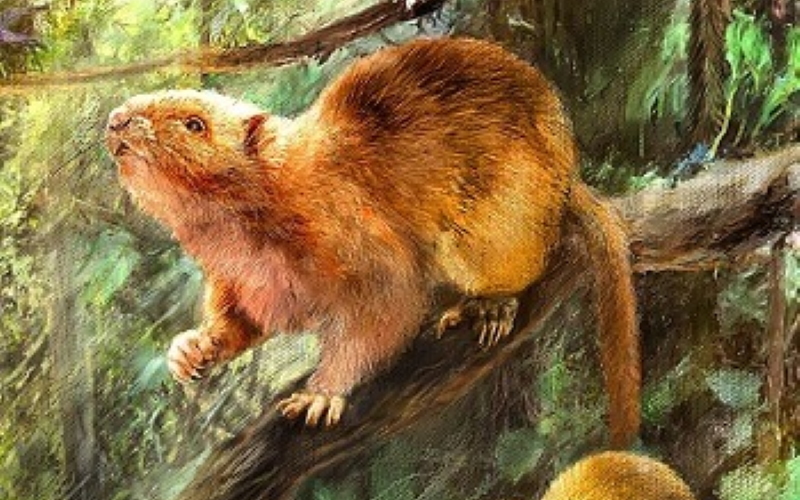 Иллюстрация, показывающая, как могли бы выглядеть три новых вида ископаемых облачных крыс.