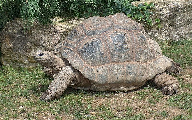 Исполинская черепаха (сейшельская гигантская черепаха) в настоящее время классифицируется как уязвимая, а это означает, что этот вид находится под высоким риском исчезновения в дикой природе.