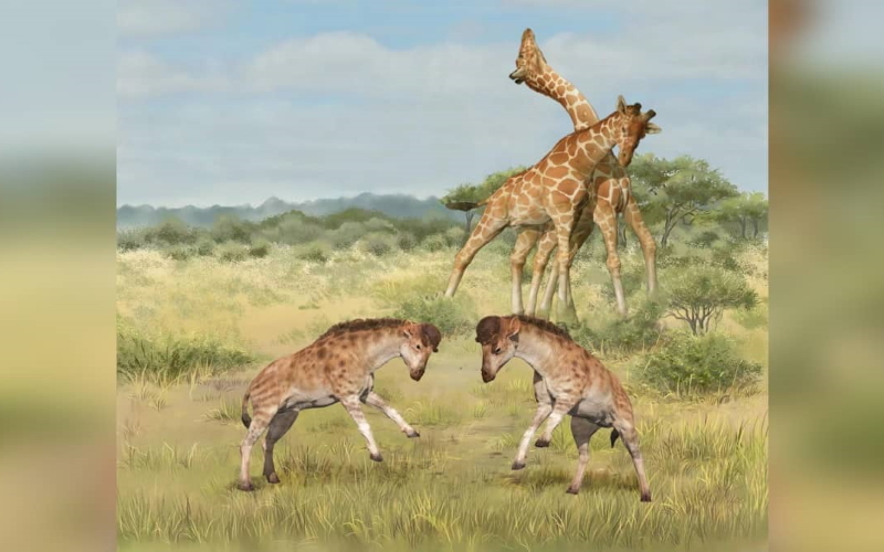 Соревнования самцов жирафоидов, на переднем плане: Discokeryx xiezhi, на заднем плане: Giraffa camelopardalis.