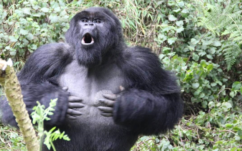 Удары самца гориллы в грудь звучат по-разному в зависимости от размера тела, что может привлечь самок и отпугнуть соперников.