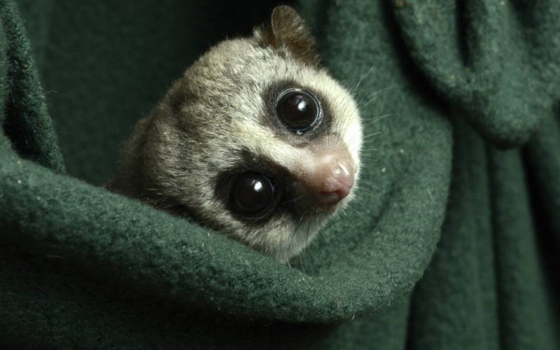 Толстохвостый карликовый лемур - наш ближайший родственник в спячке. Исследователи из Duke Lemur Center меняют методы ухода, чтобы они более точно соответствовали сезонным колебаниям, которые они испытывают в дикой природе.