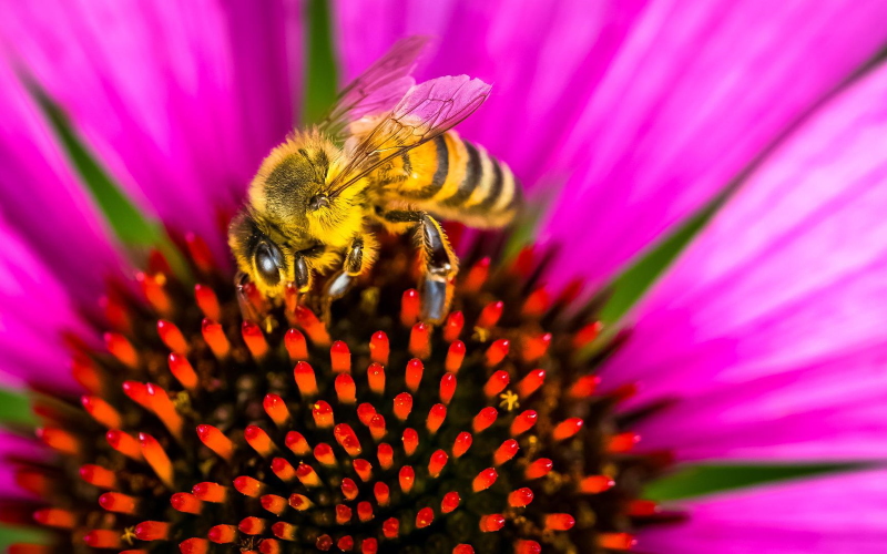 Биологи научили пчел отличать четные числа от нечетных.