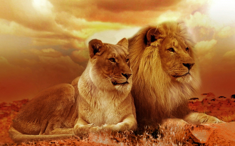 Новое исследование предполагает, что окситоцин можно использовать для интеграции перемещенных львов в новые прайды.