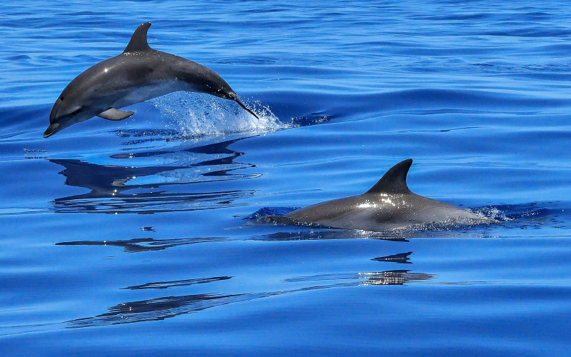 Исследователи в новом исследовани использовали пневмотахометр для измерения эффективности дельфинов на плавании.