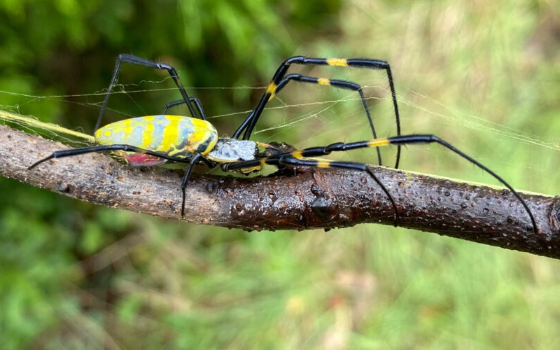 Самка паука Trichonephila clavata ползет по ветке.