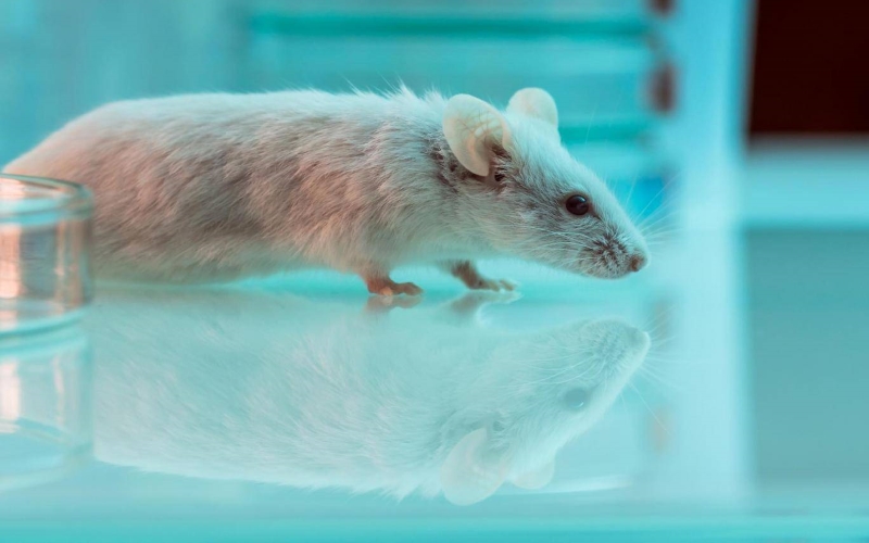 Эксперименты с мышами, проведенные командой в Стэнфордском университете, выявили части их мозга, за страх страх и смелость.