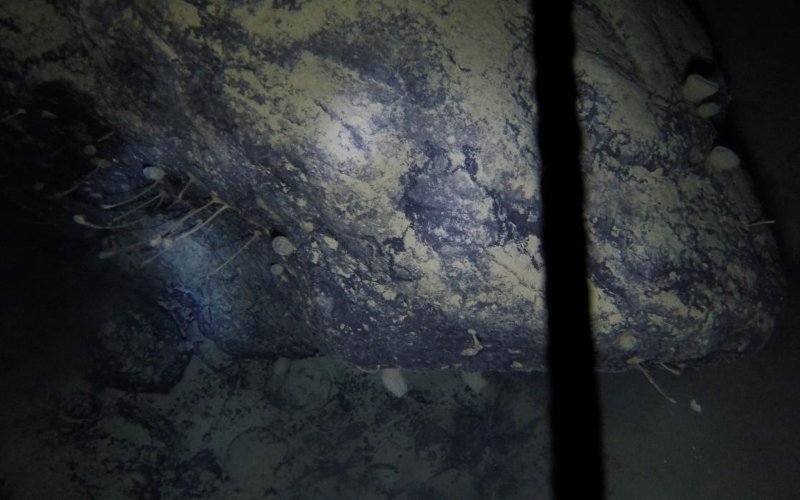 Сообщается, что сообщество животных на валуне (на фото) является первым, кого когда-либо видели на твердом субстрате так глубоко под шельфовым ледником.