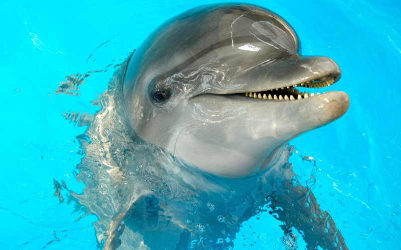 Самцы дельфинов «связываются на расстоянии», используя голосовой обмен для поддержания ключевых социальных отношений.