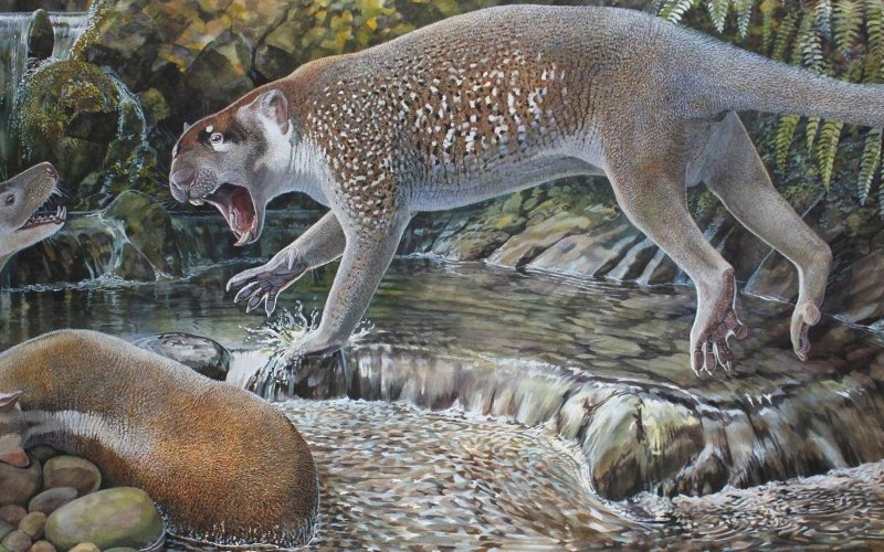 Новый вид сумчатого льва жил в Австралии около 19 миллионов лет назад.