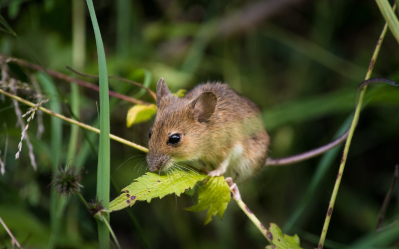Исследователи обнаружили, что мыши издают звуки на более высоких частотах и темпах для противоположного пола.