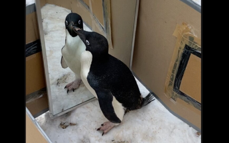 Пингвин Адели внимательно смотрит на свое изображение во время модифицированного зеркального теста.