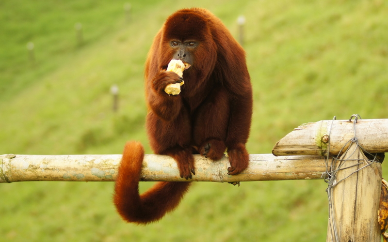 Взрослые обезьяны-ревуны вовлекаются в игру, чтобы снизить напряжение в группе при поиске драгоценных фруктов.