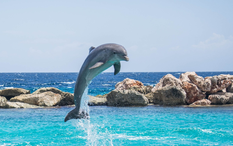 Обнаружено, что дельфины-афалины имеют еще более сильный уклон на правую сторону, чем люди.