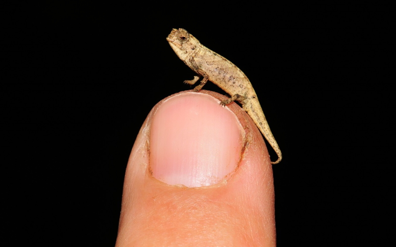 Недавно обнаруженный нано-хамелеон (Brookesia nana) - самая маленькая из известных рептилий в мире.